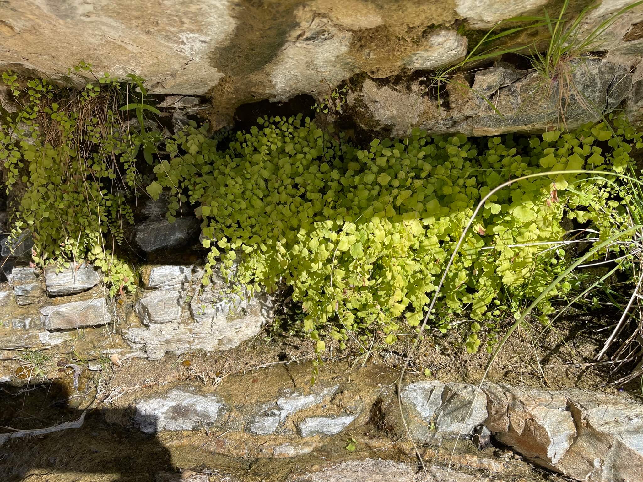 Adiantum raddianum 'Fragrans'